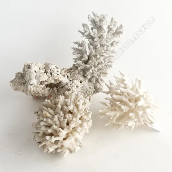 3 PCES WHITE CORAL