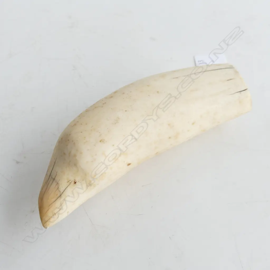 SPERM WHALES TOOTH L140MM Image 1++