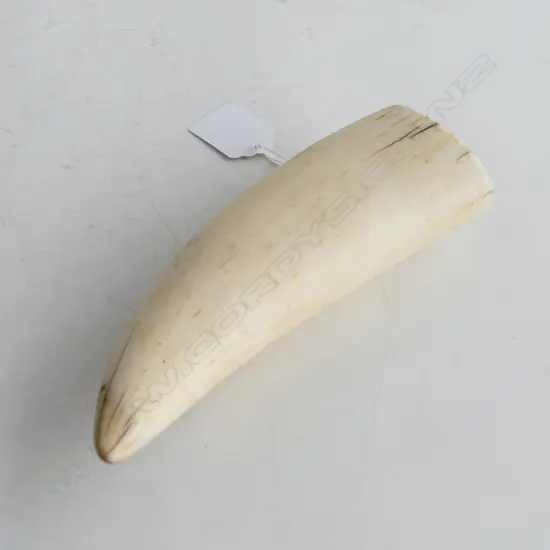 SPERM WHALES TOOTH L140MM
