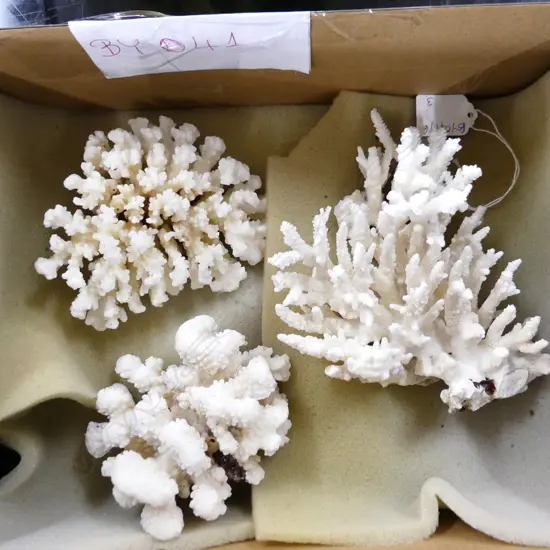 3 PCES WHITE CORAL 