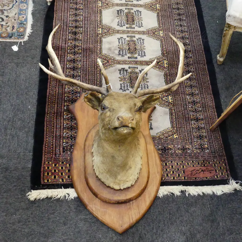 MOUNTED TAXIDERMY STAG DEER HEAD; 11 POINTER H.1000mm WORN Image 1++