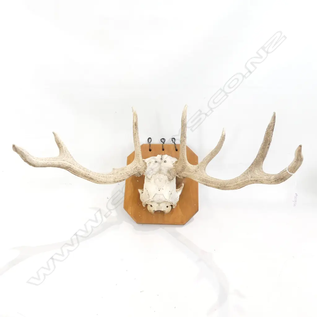 MOUNTED 7 POINTER STAG SKULL W.500mm Image 1++
