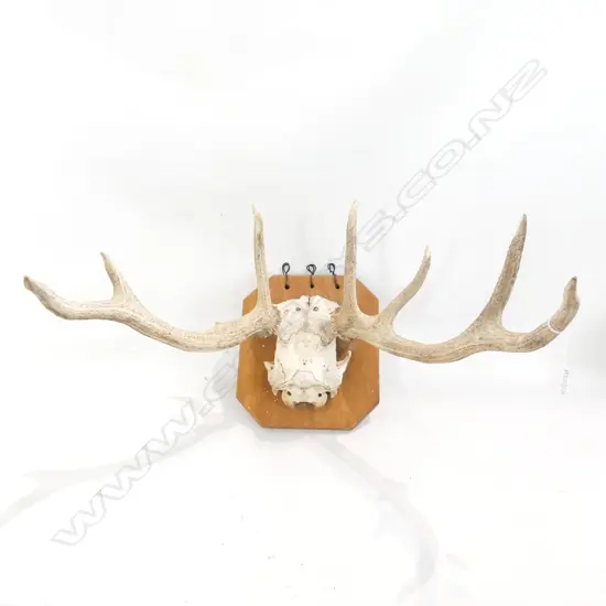 MOUNTED 7 POINTER STAG SKULL W.500mm