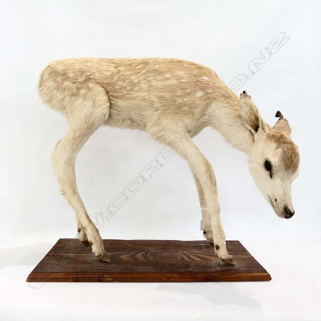TAXIDERMY DEER FAUN H.500mm Image 1++