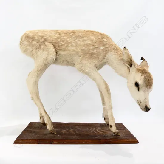 TAXIDERMY DEER FAUN H.500mm