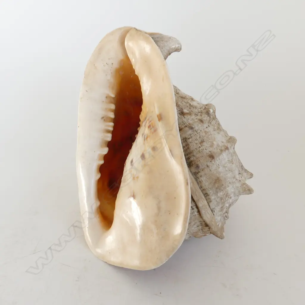 LGE CONCH SHELL L.340mm Image 1++