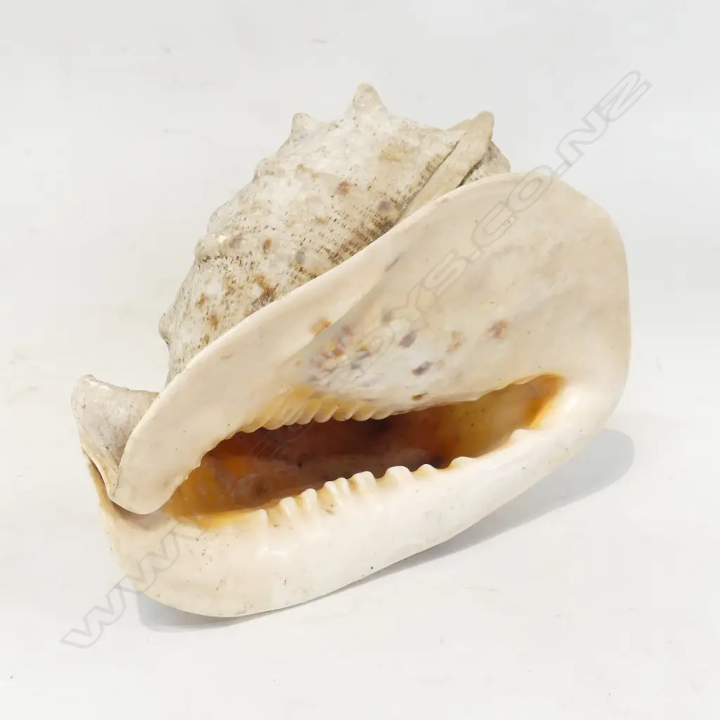LGE CONCH SHELL L.340mm Image 1++