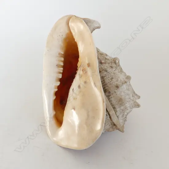LGE CONCH SHELL L.340mm