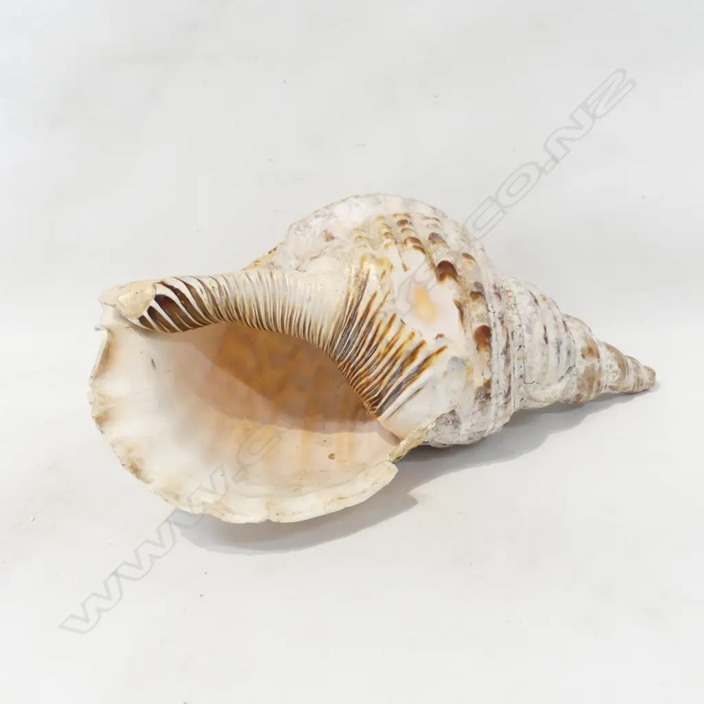 LGE PACIFIC TRUMPET SHELL L.360mm Image 1++