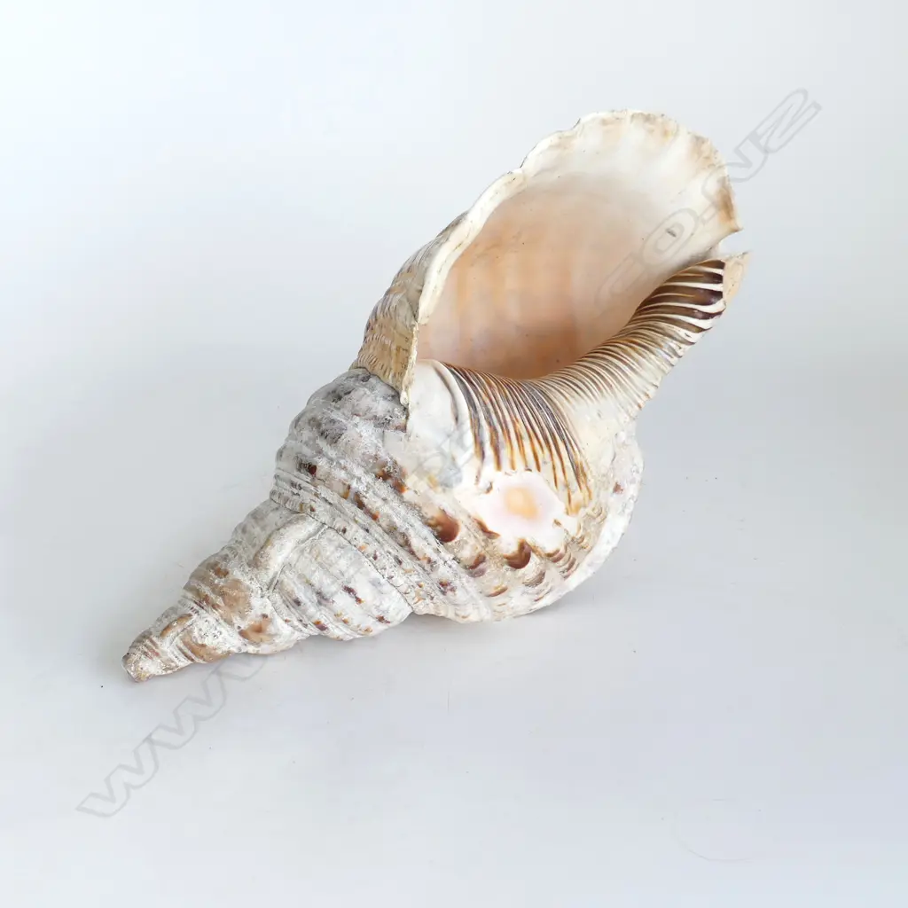 LGE PACIFIC TRUMPET SHELL L.360mm Image 1++