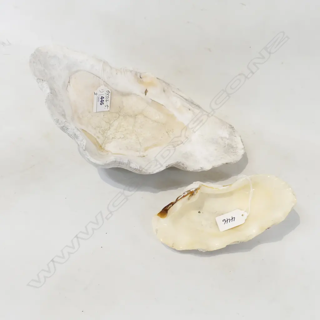 2 small GIANT/CLAM SHELLS L.295 & 165mm Image 1++