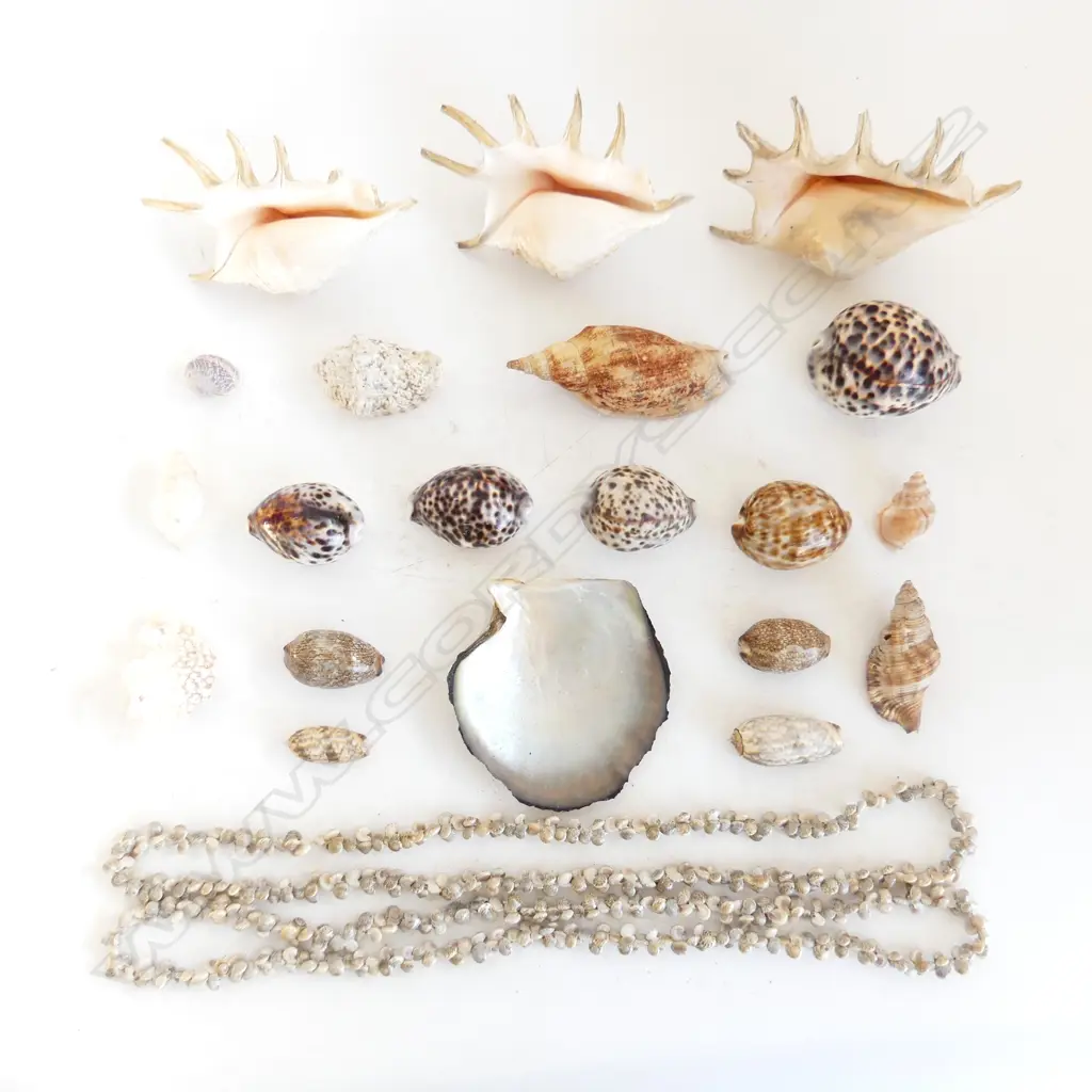 BOX 3 SPIDER & OTHER SHELLS: COWRIE SHELLS ETC Image 1++