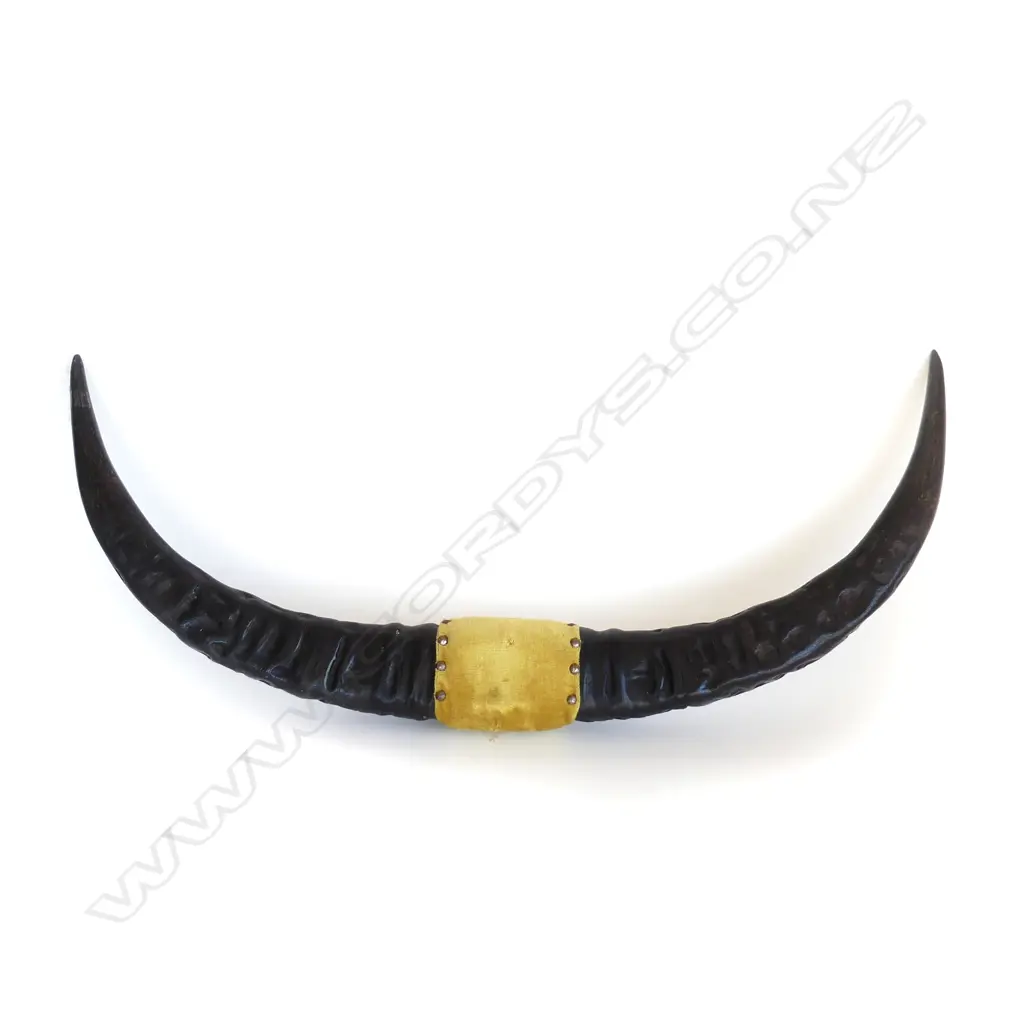 CATTLE HORNS W.920mm Image 1++