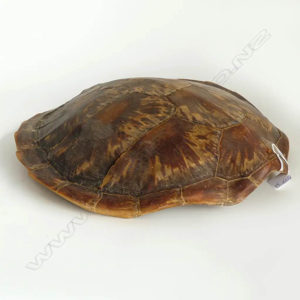 LARGE TURTLE SHELL. 460X500mm Image 1++