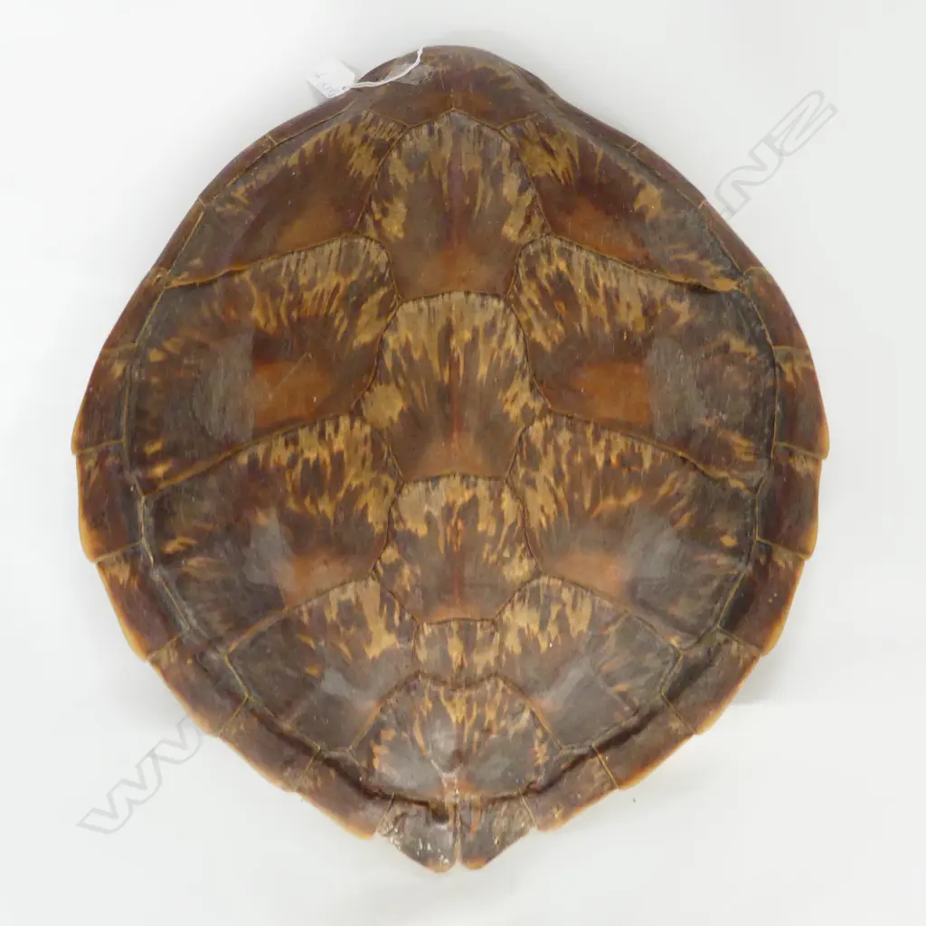 LARGE TURTLE SHELL. 460X500mm Image 1++