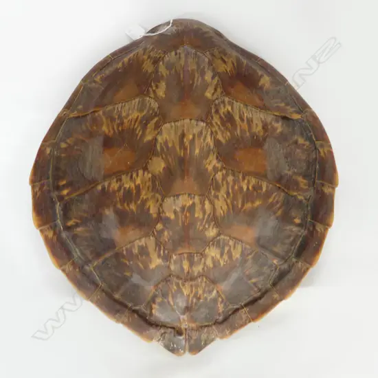 LARGE TURTLE SHELL. 460X500mm