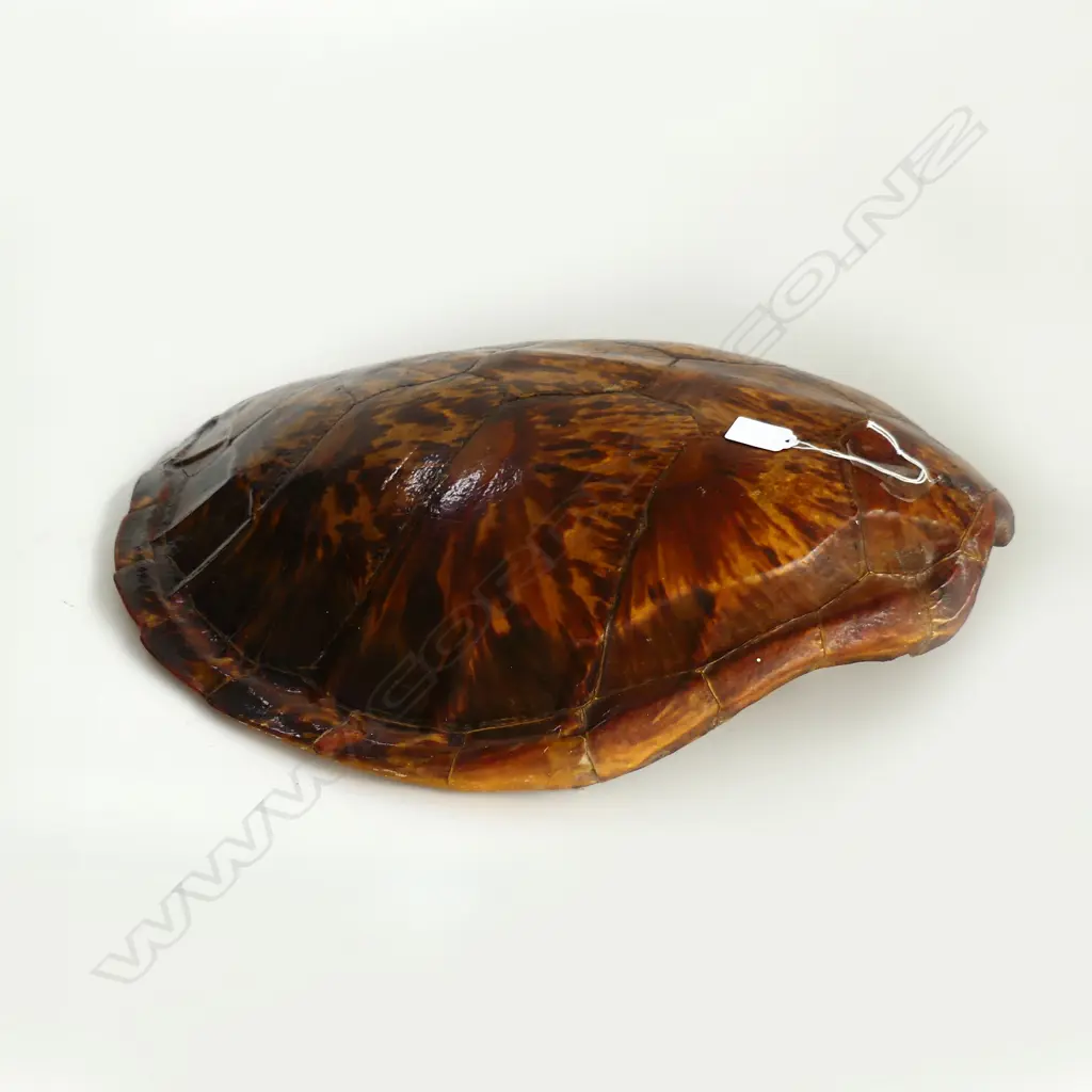 LARGE TURTLE SHELL. 500X600mm Image 1++