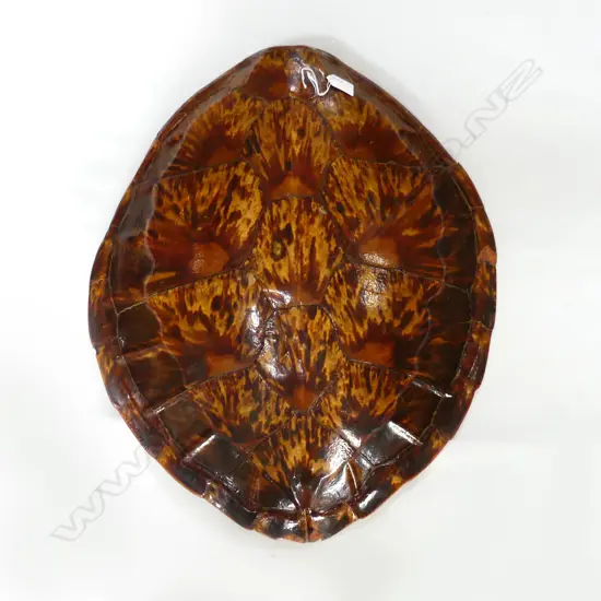 LARGE TURTLE SHELL. 500X600mm