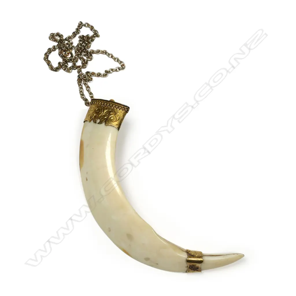 A New Zealand colonial boar's tooth and 9ct gold pendant, Image 1++
