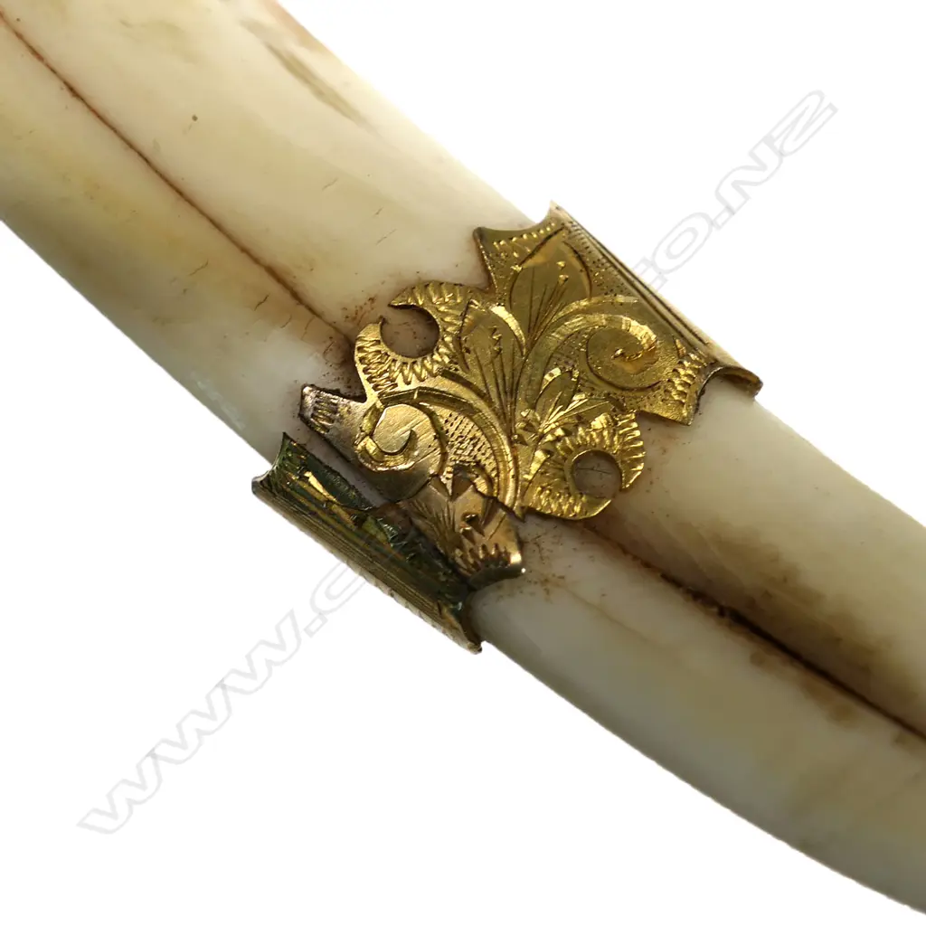 A New Zealand colonial boar's tooth and 9ct gold pendant, Image 1++