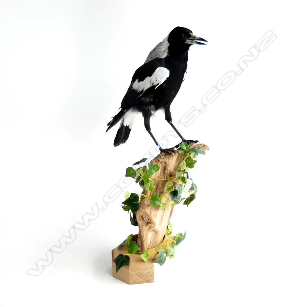 TAXIDERMY MAGPIE ON STAND H.515mm Image 1++