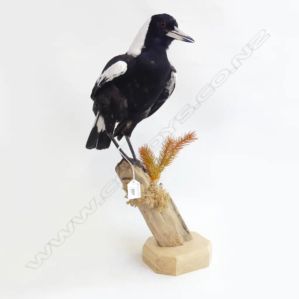 TAXIDERMY MAGPIE ON STAND H.500mm Image 1++