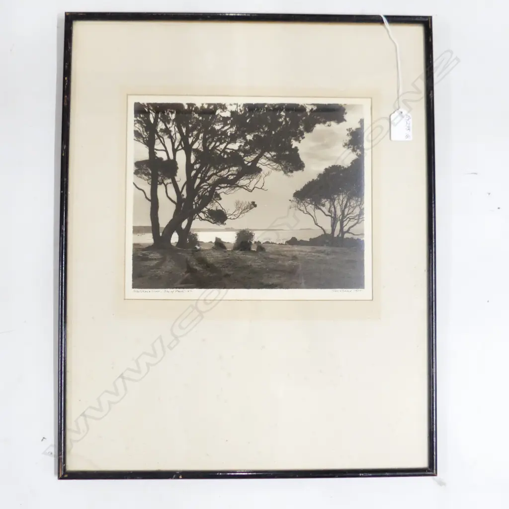 GEORGE CHANCE VINTAGE PHOTO 'Pohutukawa Trees_Bay of Plenty_NZ' SIGNED 220 X 260mm Image 1++