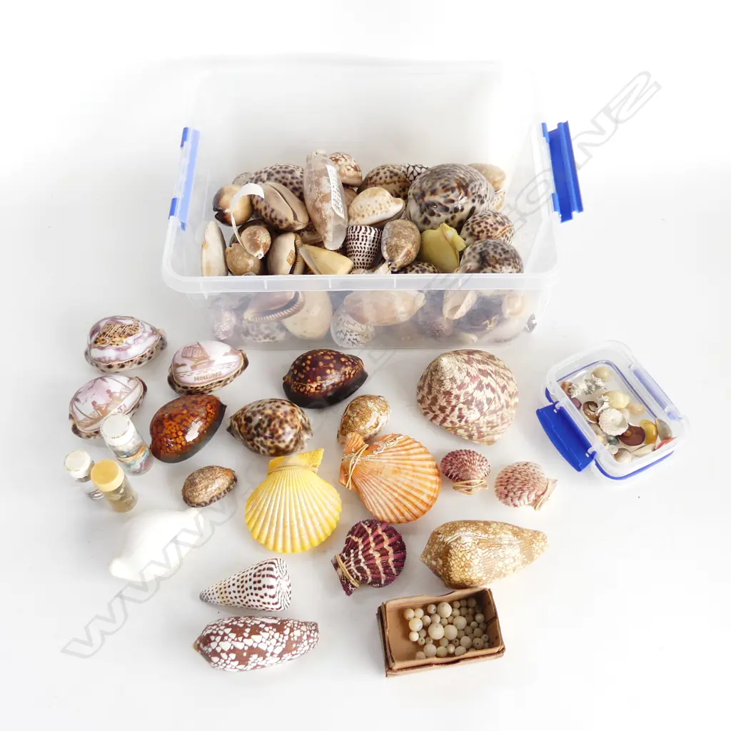BOX ASST. SHELLS ETC Image 1++
