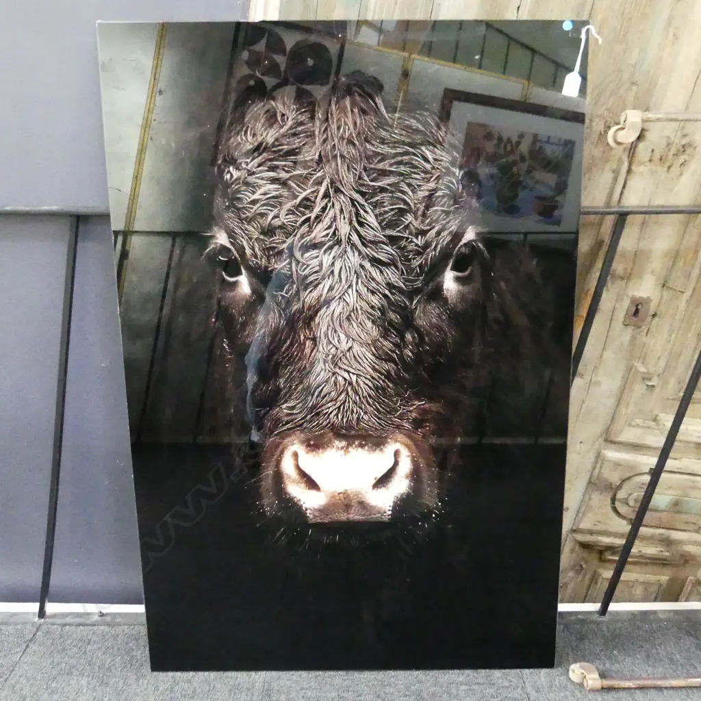 LG GLASS PRINT, BLACK COW 1200x800mm Image 1++