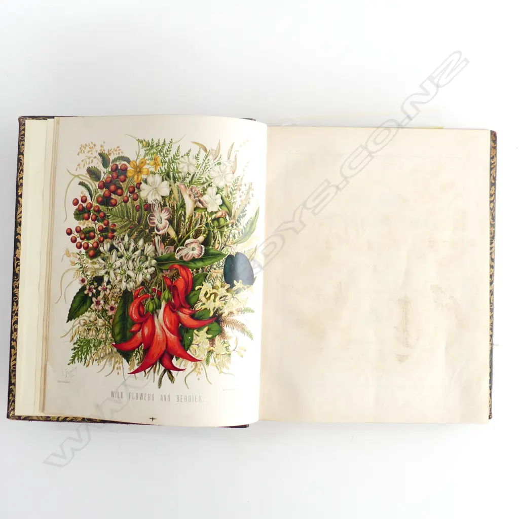 The Art Album of New Zealand Flora by Mr and Mrs E.H.Featon Image 1++
