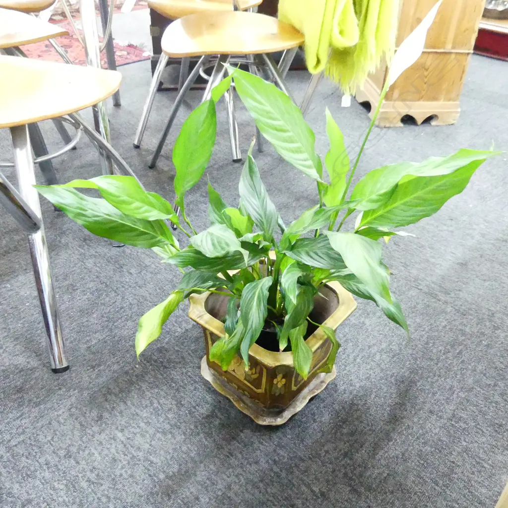 ORIENTAL CERAMIC JARDINERE H.200mm w. PEACE LILY Image 1++
