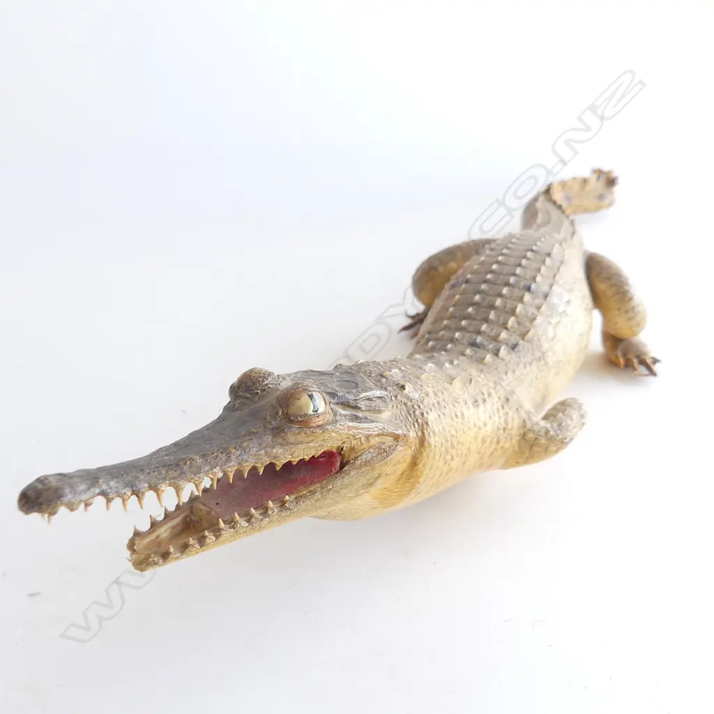TAXIDERMIED CROCODILE AF L.560mm Image 1++