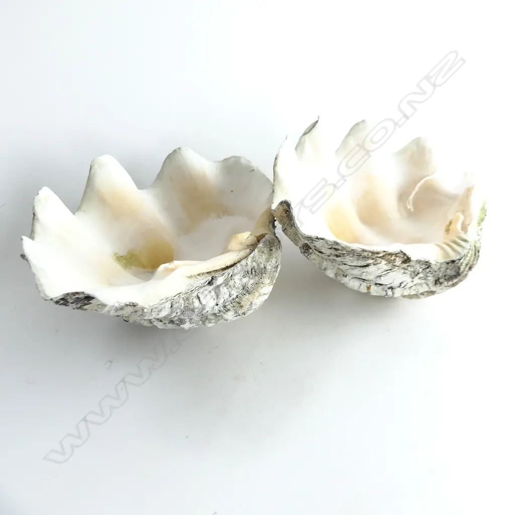 2 CLAM SHELLS W.260mm Image 1++