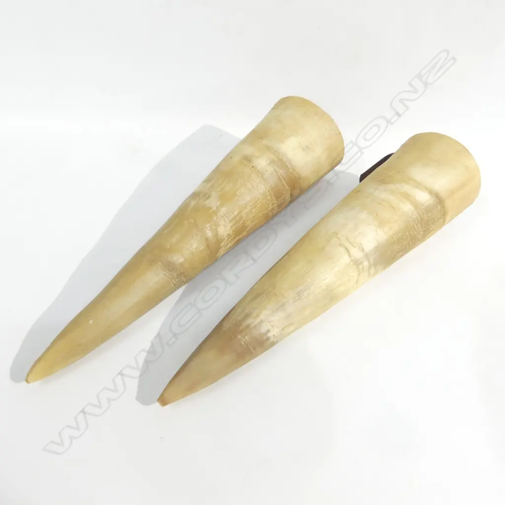 PR ANIMAL HORN WALL VASES L 280MM Image 1++