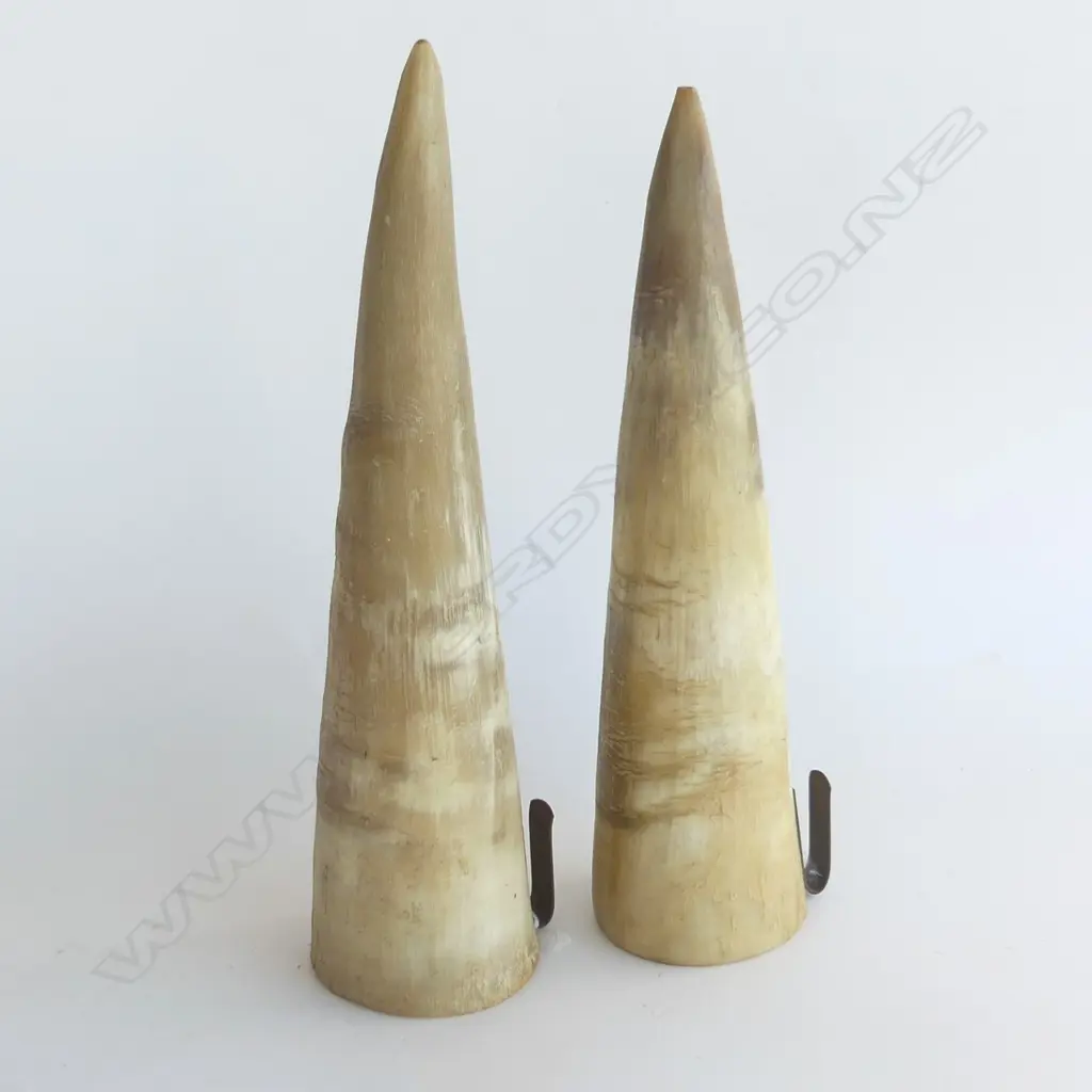 PR ANIMAL HORN WALL VASES L 280MM Image 1++