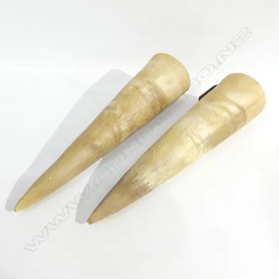 PR ANIMAL HORN WALL VASES L 280MM