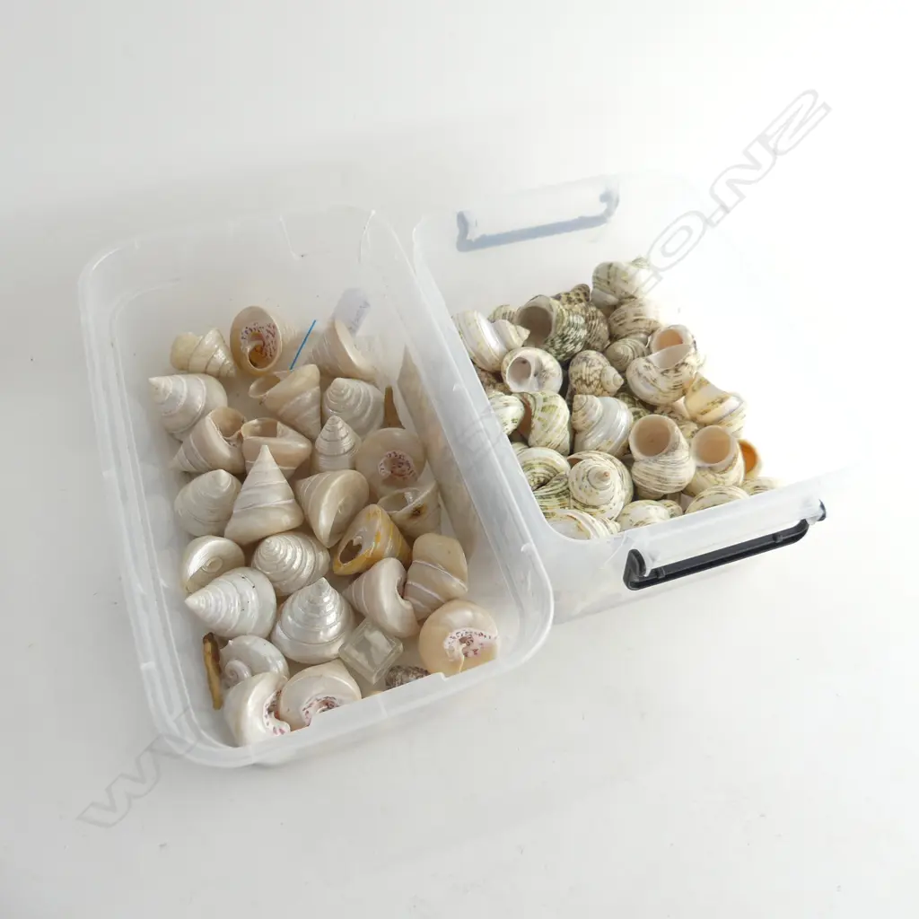 2 BOX LOTS SHELLS Image 1++