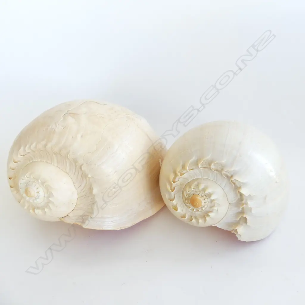 2 LARGE BAILER SHELLS L.250mm Image 1++