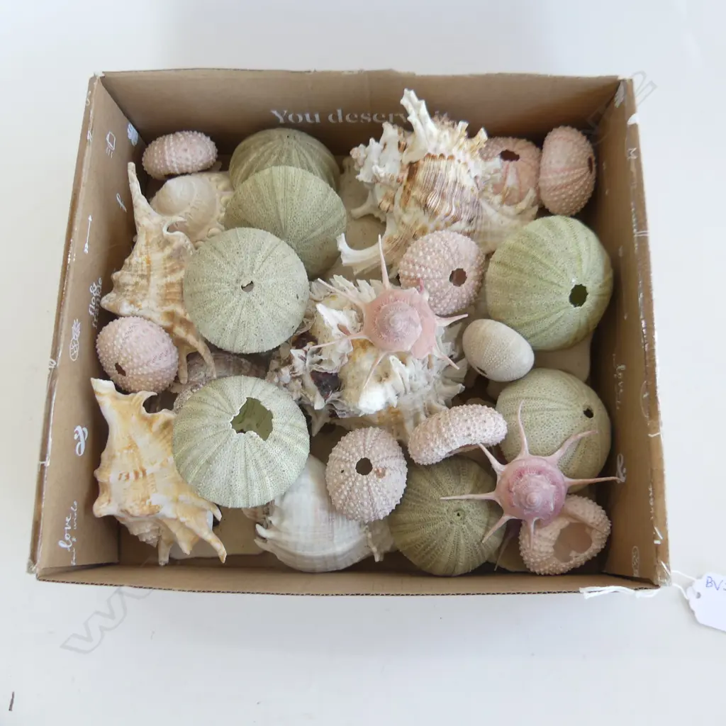 BOX LOT ASST. KINA SHELLS ETC Image 1++