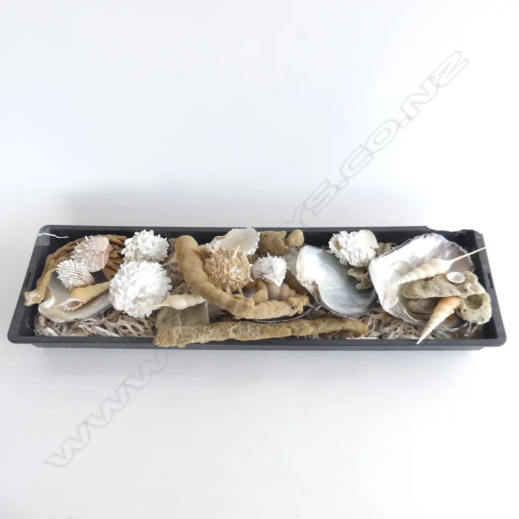 TRAY ASST. SHELLS; MoP, SPONGES ETC Image 1++
