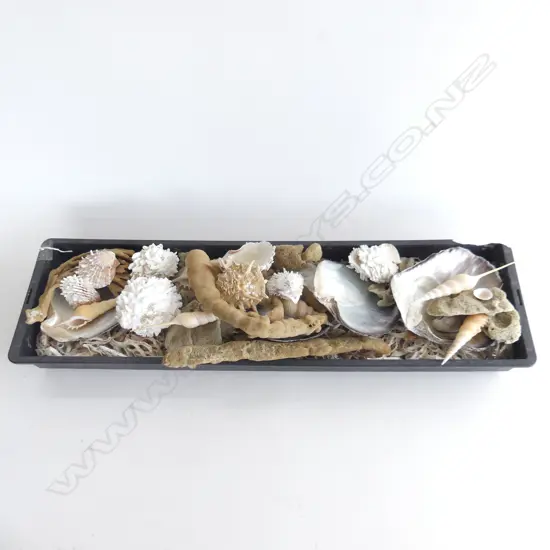 TRAY ASST. SHELLS; MoP, SPONGES ETC