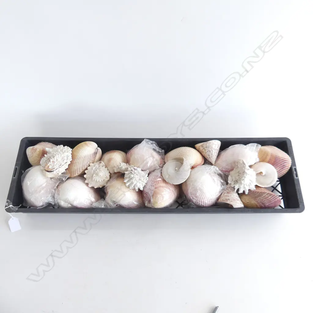 TRAY SCALLOP SHELLS ETC Image 1++