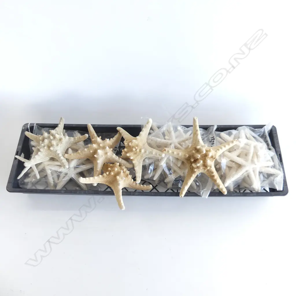 TRAY ASST. DRIED STARFISH Image 1++