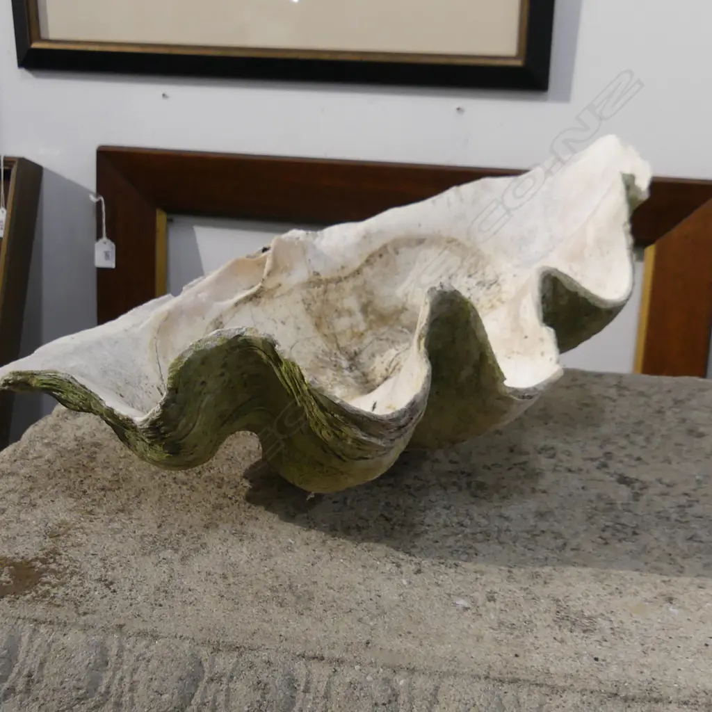 PR OF GIANT CLAM SHELLS 520MM ACROSS Image 1++