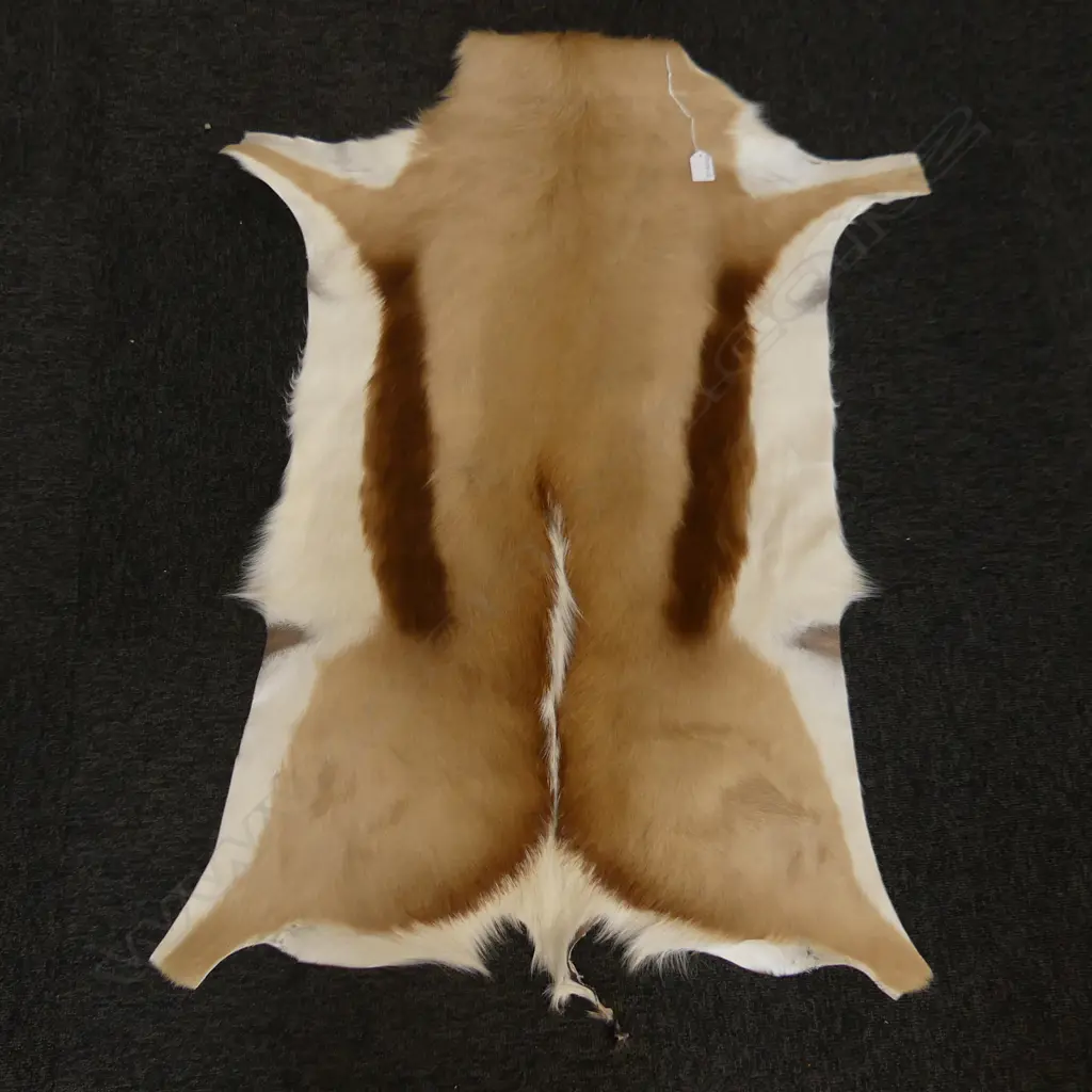 AUTHENTIC SPRINGBOK HIDE FROM SOUTH AFRICA  L.1050mm Image 1++
