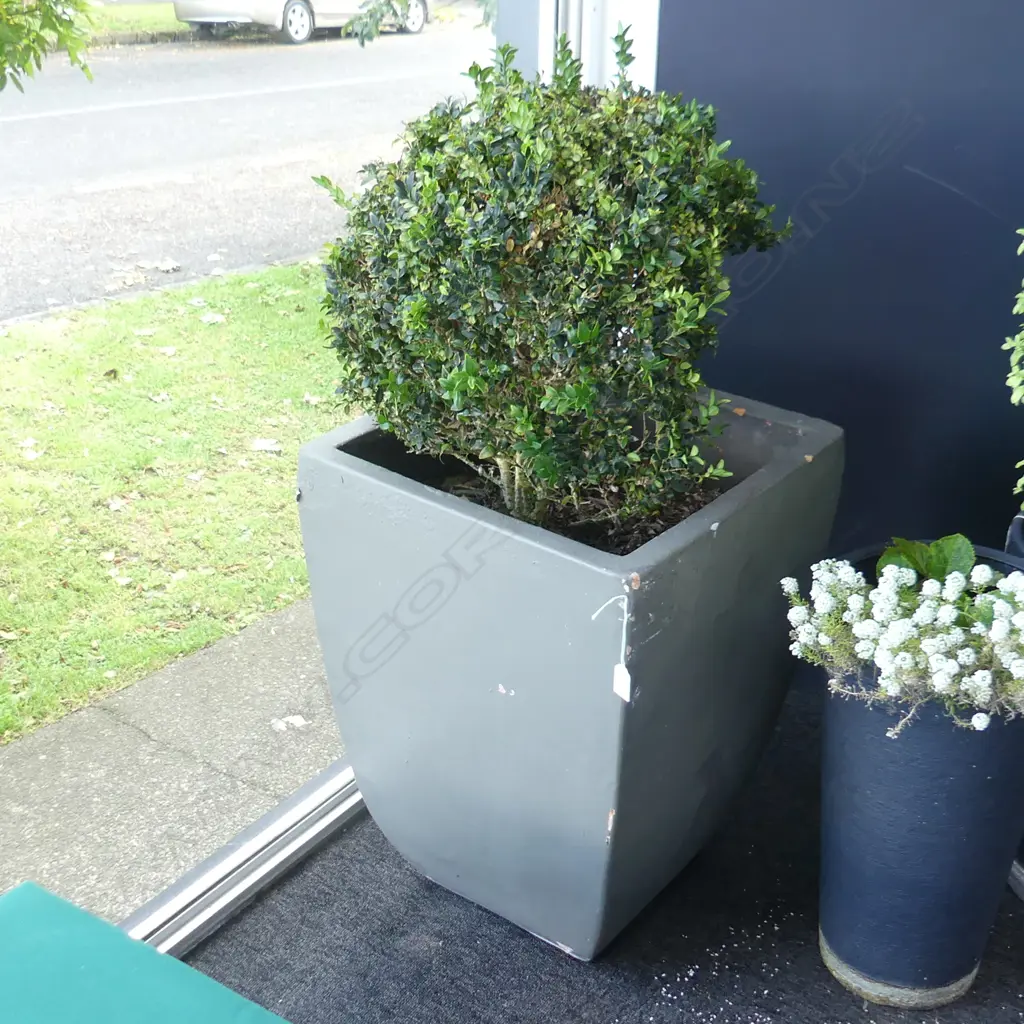 PR TOPIARY BALLS IN GREY PAINTED TERRACOTTA POTS H.1000mm Image 1++