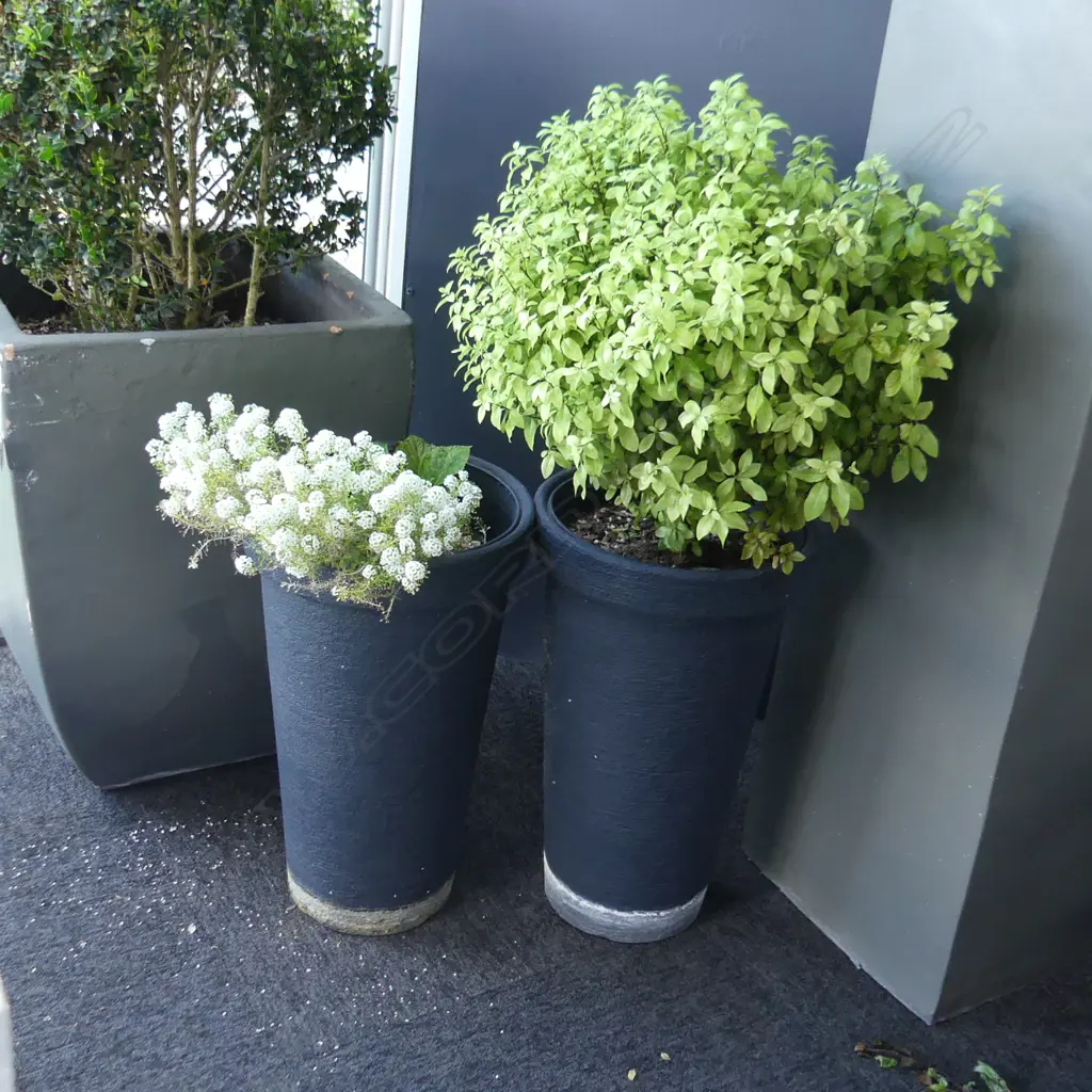 PR PITTOSPORUM TOPIARY IN TALL BLACK PAINTED PLASTIC POTS H.1000mm + 1 OTHER (POT H. 500mm) Image 1++