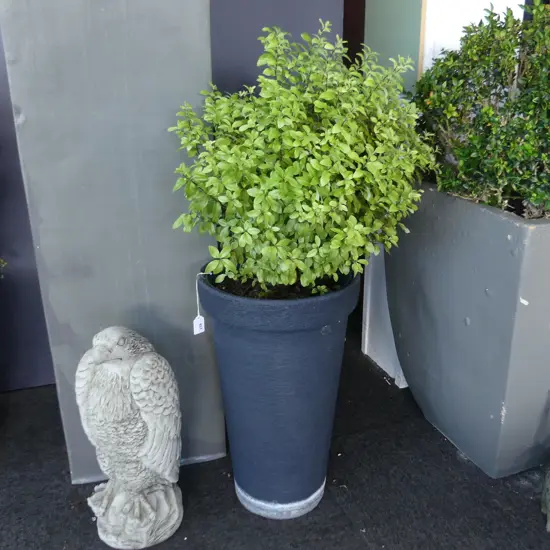 PR PITTOSPORUM TOPIARY IN TALL BLACK PAINTED PLASTIC POTS H.1000mm + 1 OTHER (POT H. 500mm)