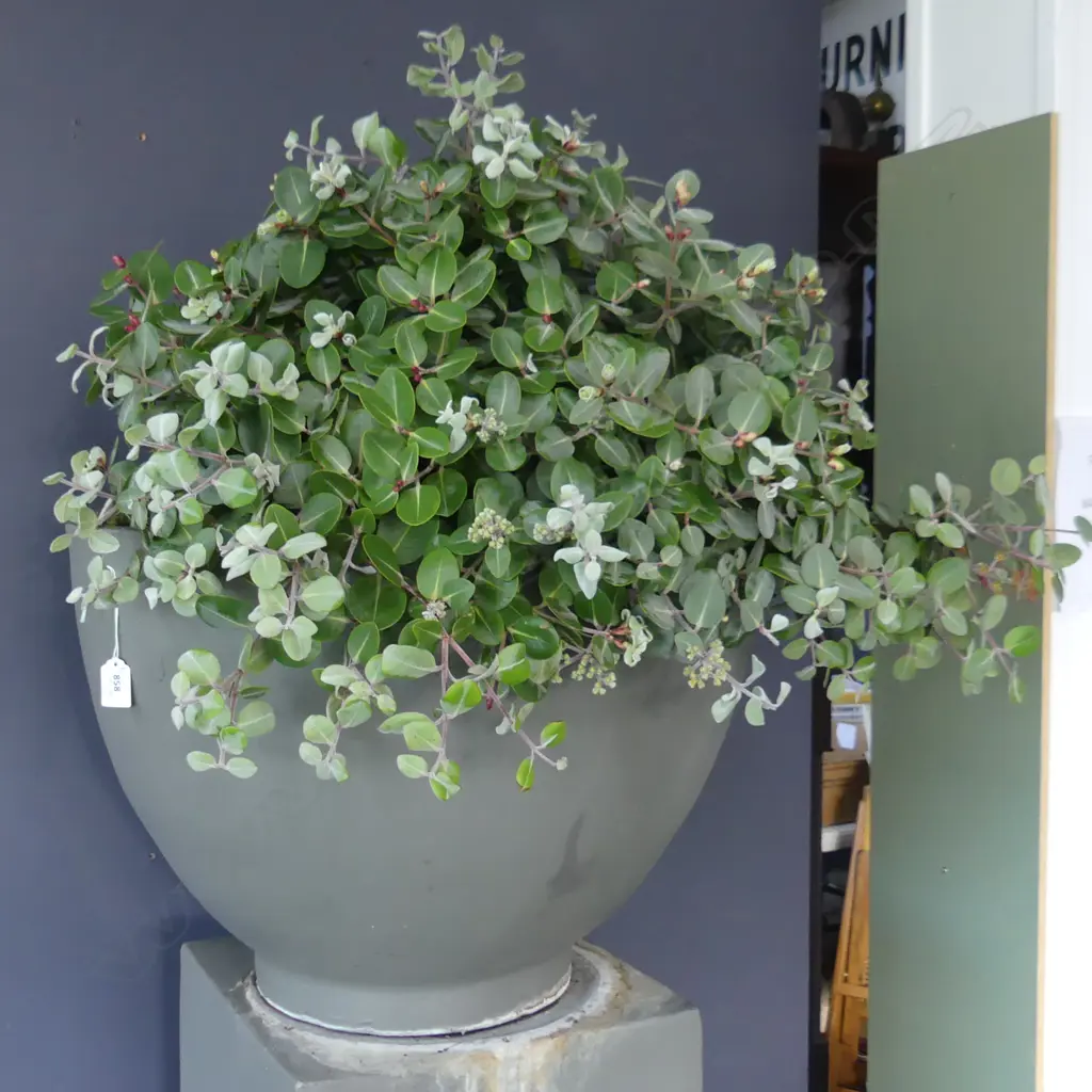 PR DWARF POHUTUKAWA IN GREY PAINTED TERRACOTTA POTS RAISED ON SEPERATE PLINTHS H.1800mm... Image 1++