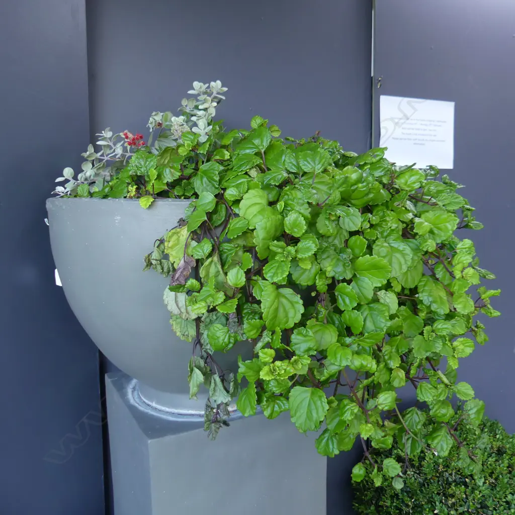 PR DWARF POHUTUKAWA IN GREY PAINTED TERRACOTTA POTS RAISED ON SEPERATE PLINTHS H.1800mm... Image 1++